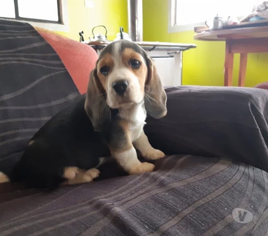Gatos en Venta Valparaíso Viña del Mar - Fotos de Beagles tri color