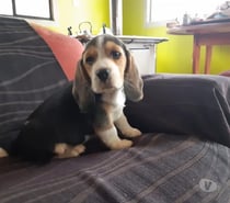 Beagles tri color
