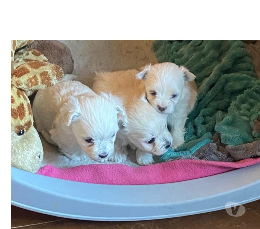 Gatos en Venta Llanquihue Frutillar - Fotos de Cachorritos Bichón Maltés