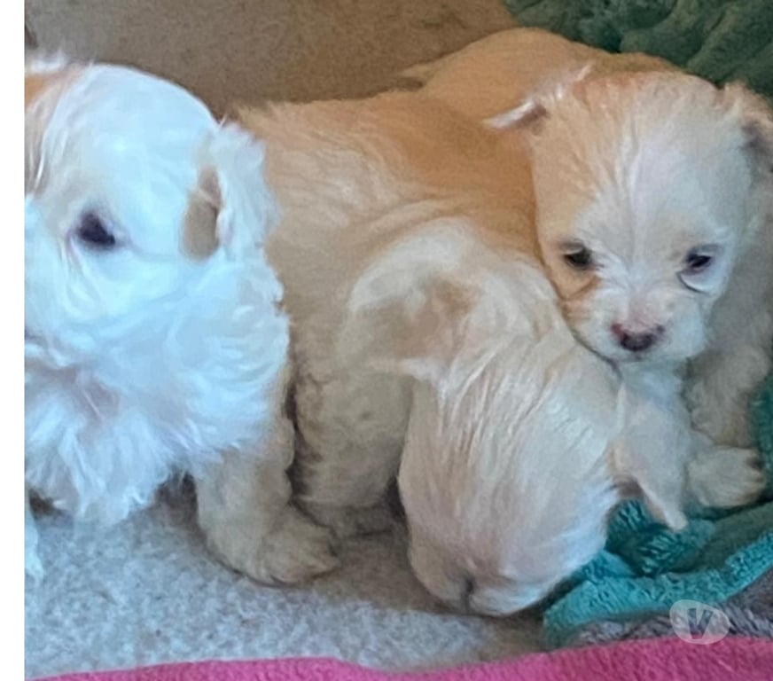 Gatos en Venta Llanquihue Frutillar - Fotos de Cachorritos Bichón Maltés