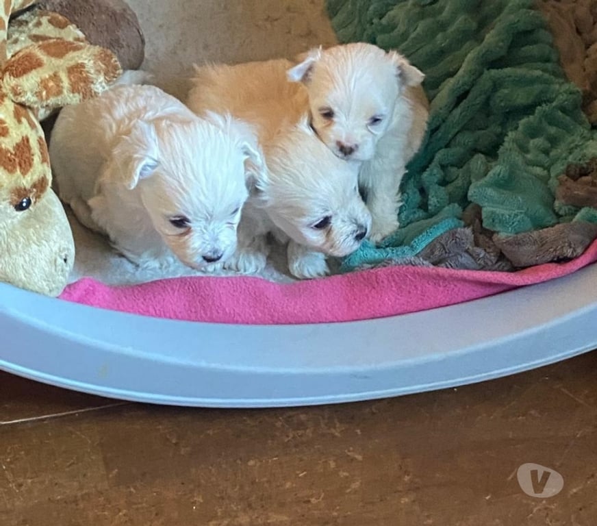 Gatos en Venta Llanquihue Frutillar - Fotos de Cachorritos Bichón Maltés