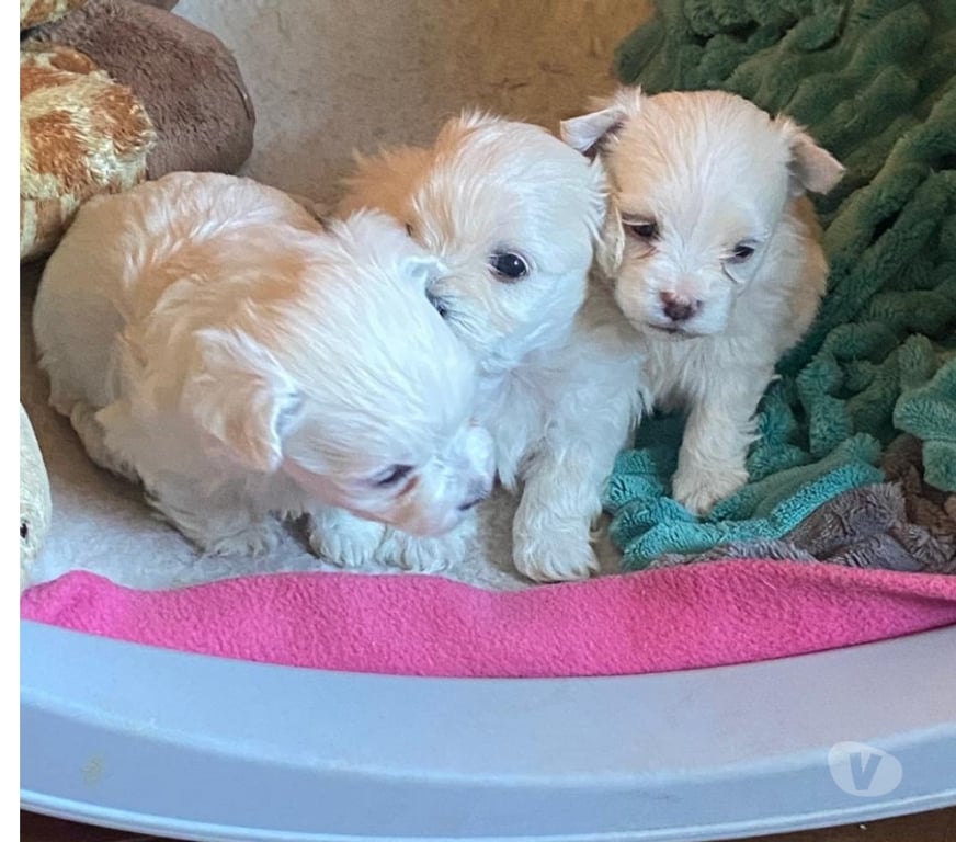 Gatos en Venta Llanquihue Frutillar - Fotos de Cachorritos Bichón Maltés