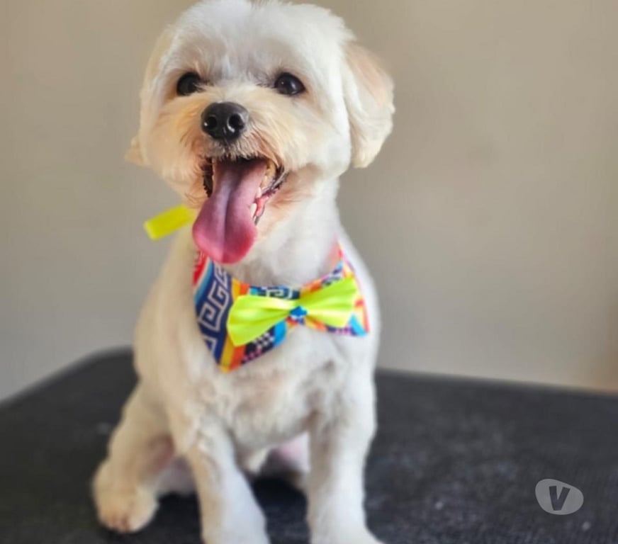 Gatos en Venta Llanquihue Frutillar - Fotos de Cachorritos Bichón Maltés