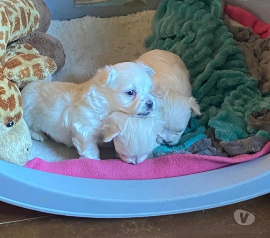 Gatos en Venta Llanquihue Frutillar - Fotos de Cachorritos Bichón Maltés