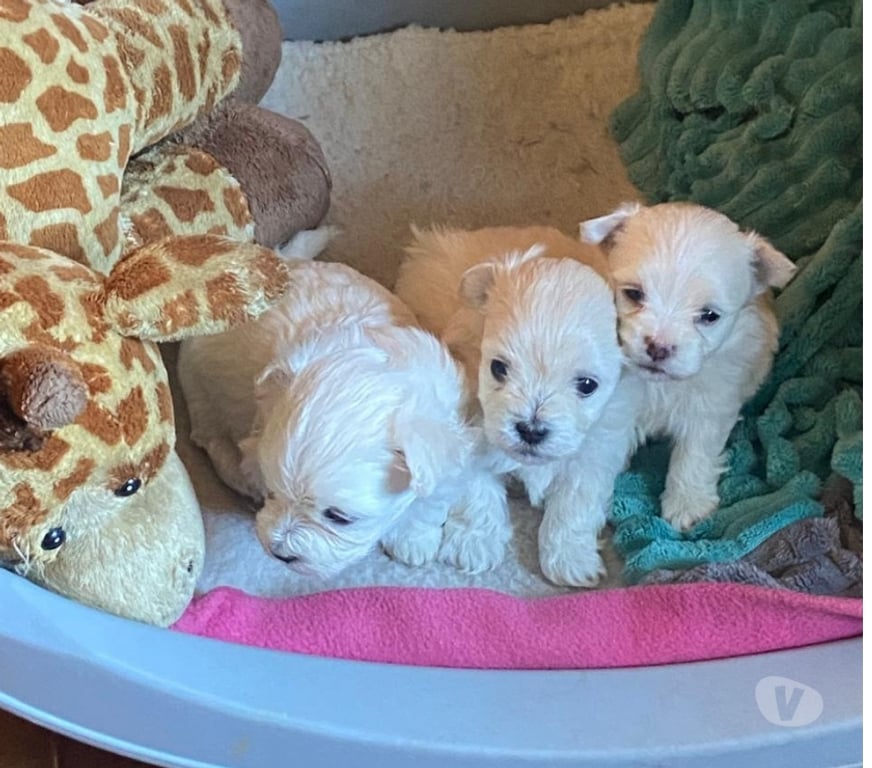 Gatos en Venta Llanquihue Frutillar - Fotos de Cachorritos Bichón Maltés