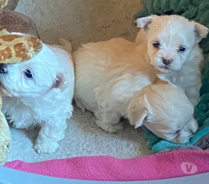 Gatos en Venta Llanquihue Frutillar - Fotos de Cachorritos Bichón Maltés