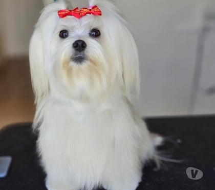 Perros en Venta Frutillar Llanquihue - Fotos de Cachorritos Bichón Maltés