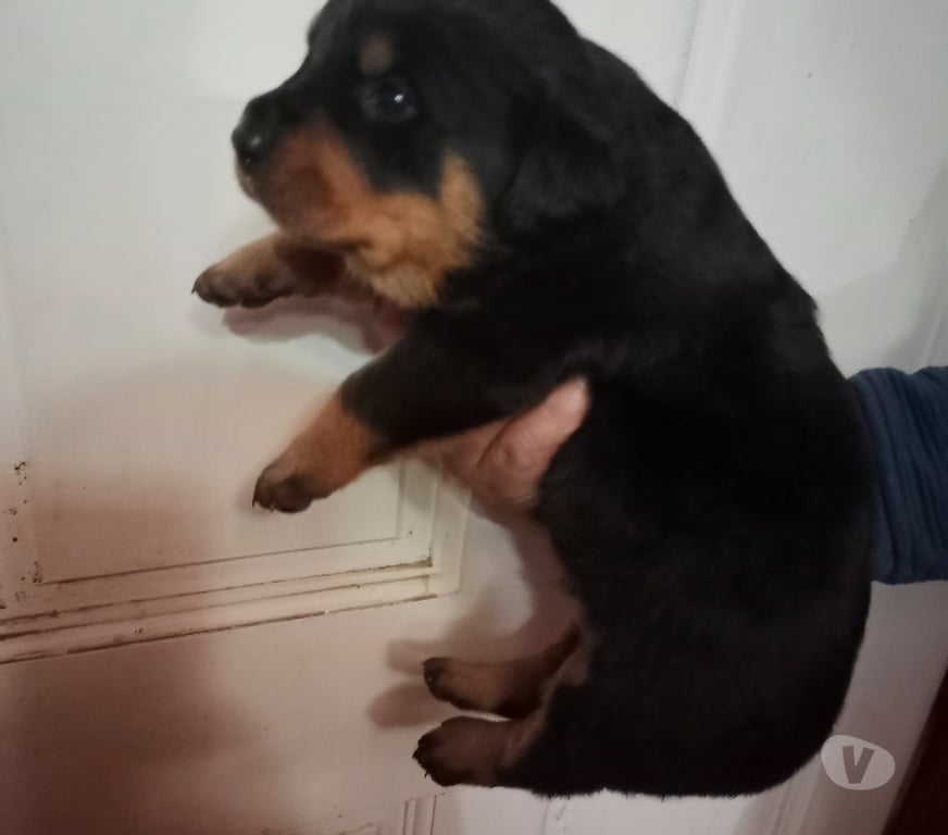 Gatos en Venta Chiloé Ancud - Fotos de Cachorros Rottweiler