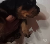 Cachorros Rottweiler