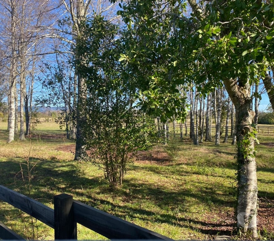 Parcelas en Venta Cautín Villarrica - Fotos de Hermosa Parcela en prestigioso condominio