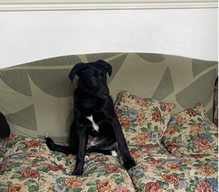 Adopción ed Animales Santiago Santiago - Fotos de Sandi busca familia. Mezcla de dulzura y chispeza.
