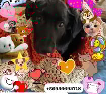 Sandi busca familia. Mezcla de dulzura y chispeza.