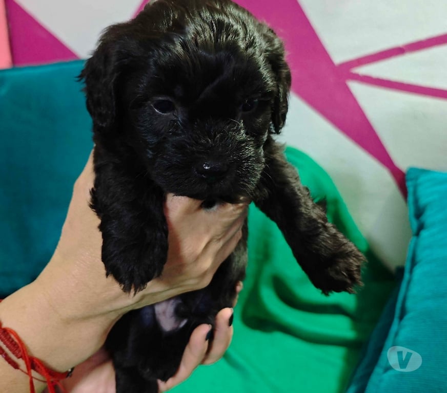 Adopción ed Animales Santiago Macul - Fotos de Perrito poodle mestizo macho