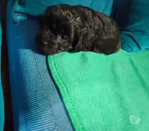 Perrito poodle mestizo macho