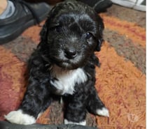 Rocky perrito poodle mestizo macho