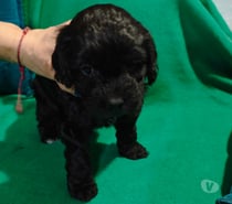 Merlina perrita poodle mestizo hembra