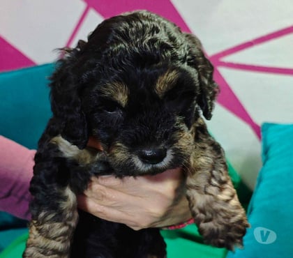 Adopción ed Animales Macul Santiago - Fotos de Yogi perrito poodle mestizo