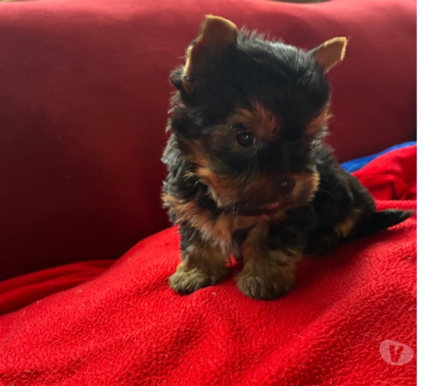 Gatos en Venta Santiago Maipú - Fotos de Yorhsire macho Miniatura