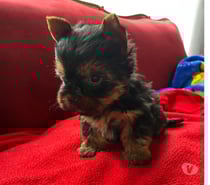 Yorhsire macho Miniatura