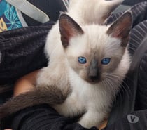 Vendo gato Siames 2 machos una hembra