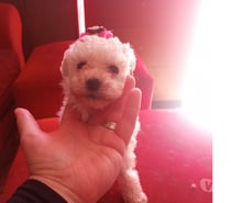 Poodle toy hembras