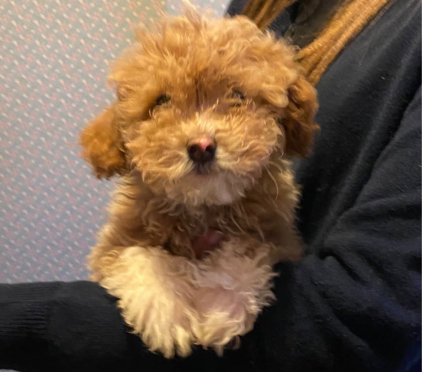 Venta de Mascotas Concón Valparaíso - Fotos de Preciosos poodle mini toy