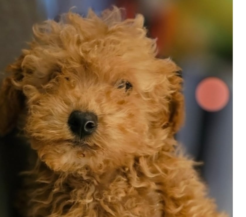 Venta de Mascotas Concón Valparaíso - Fotos de Preciosos poodle mini toy