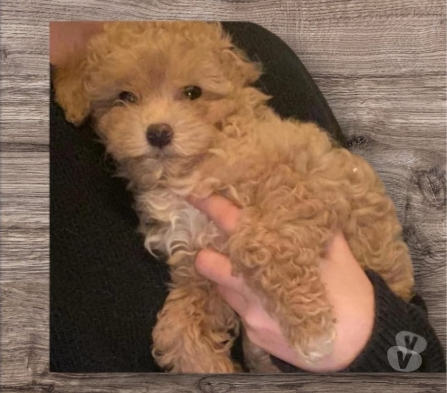 Gatos en Venta Valparaíso Concón - Fotos de Preciosos poodle mini toy