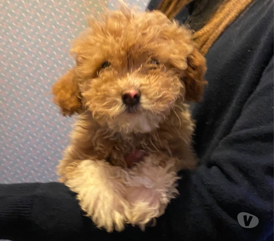 Gatos en Venta Valparaíso Concón - Fotos de Preciosos poodle mini toy