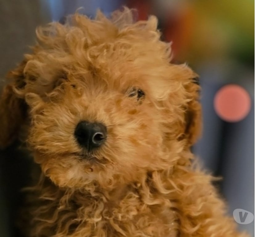 Gatos en Venta Valparaíso Concón - Fotos de Preciosos poodle mini toy