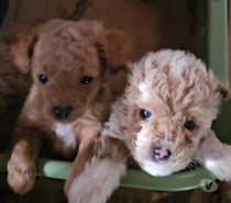 Preciosos poodle mini toy