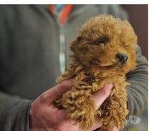 Preciosos poodle mini toy