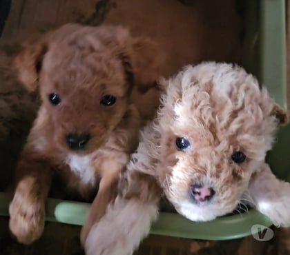 Venta de Mascotas Concón Valparaíso - Fotos de Preciosos poodle mini toy