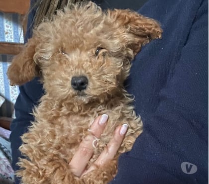 Venta de Mascotas Concón Valparaíso - Fotos de Preciosos poodle mini toy