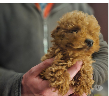 Venta de Mascotas Concón Valparaíso - Fotos de Preciosos poodle mini toy