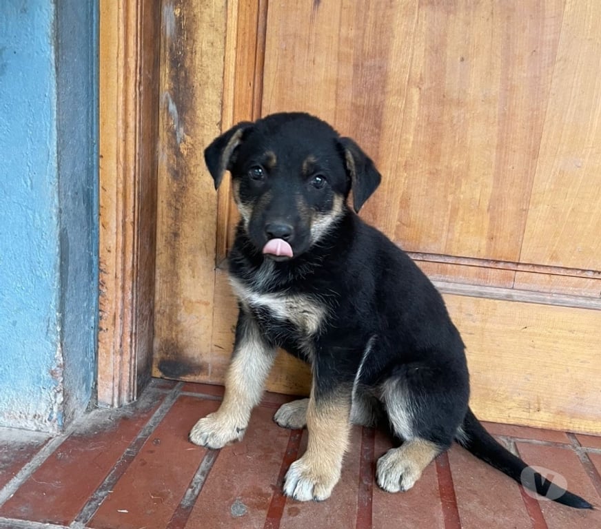 Adopción ed Animales Maipo Paine - Fotos de Adopción de 5 cachorros