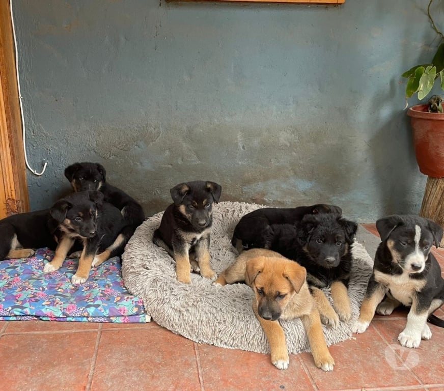 Adopción ed Animales Maipo Paine - Fotos de Adopción de 5 cachorros