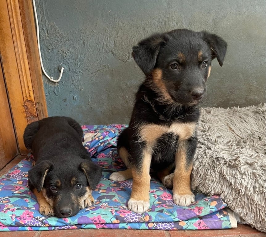 Adopción ed Animales Maipo Paine - Fotos de Adopción de 5 cachorros
