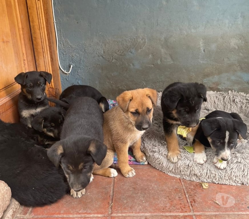 Adopción ed Animales Maipo Paine - Fotos de Adopción de 5 cachorros