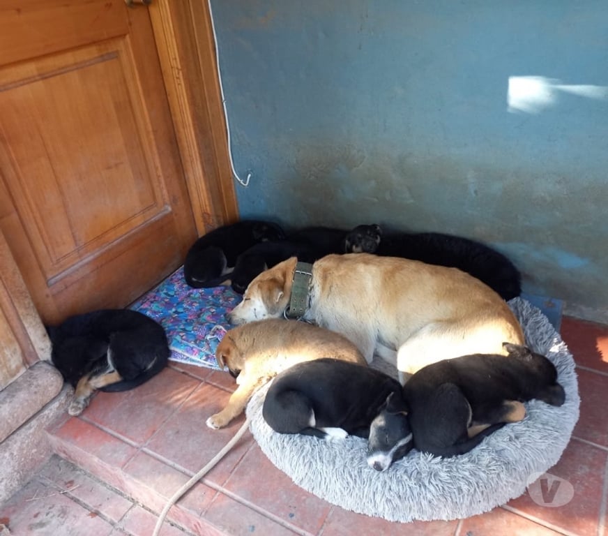 Adopción ed Animales Maipo Paine - Fotos de Adopción de 5 cachorros