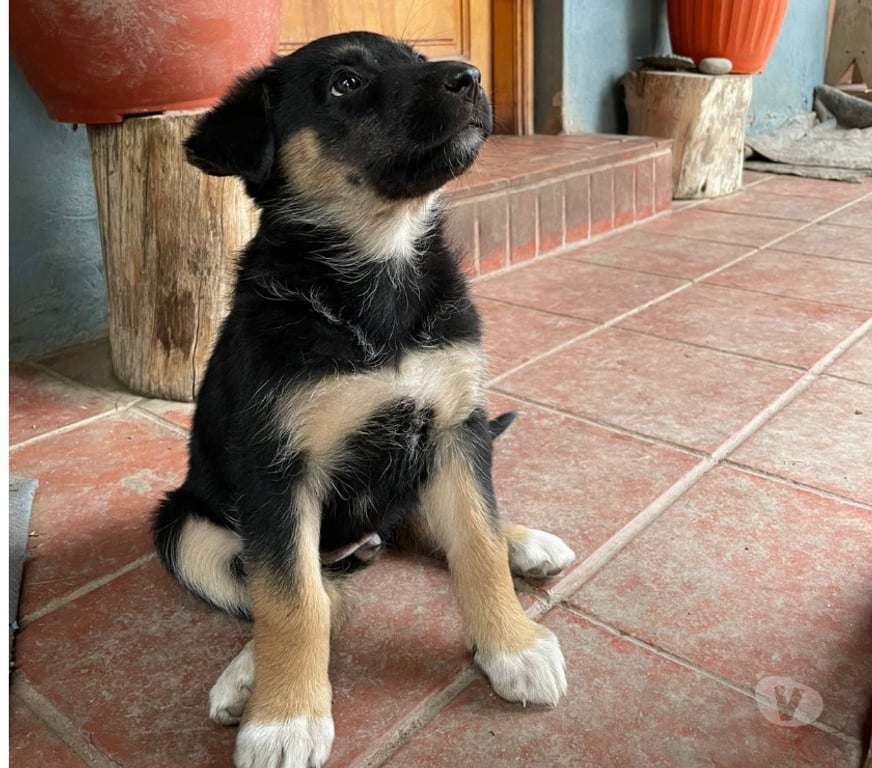 Adopción ed Animales Maipo Paine - Fotos de Adopción de 5 cachorros