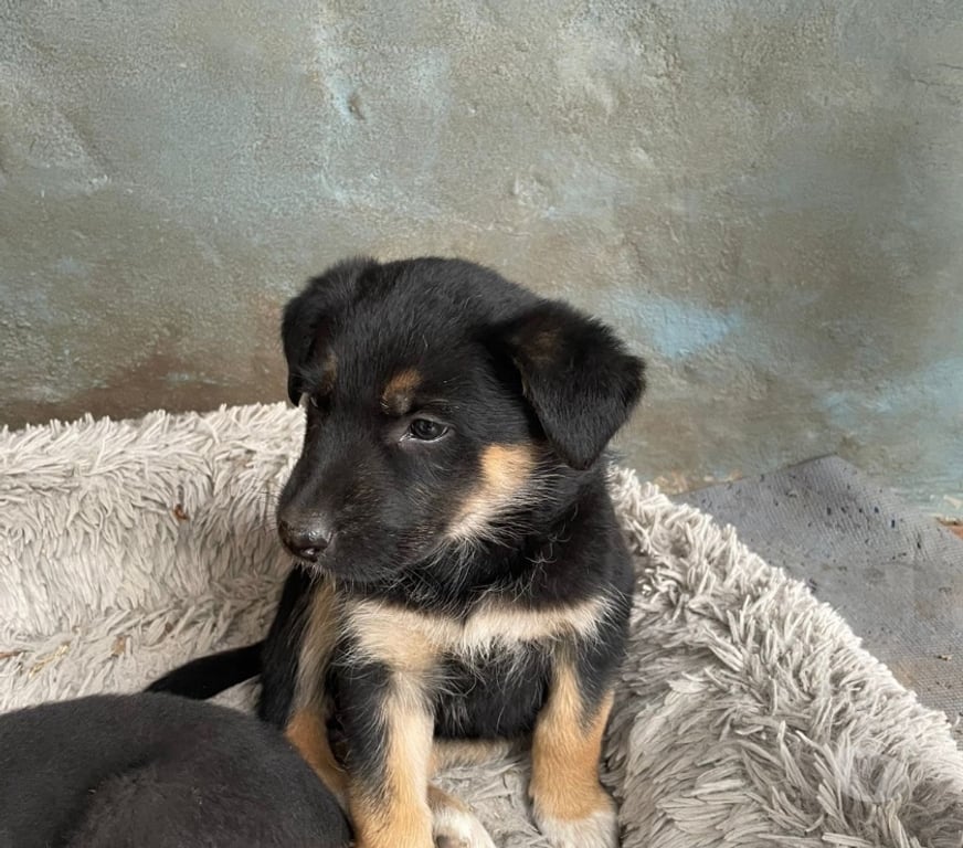Adopción ed Animales Maipo Paine - Fotos de Adopción de 5 cachorros