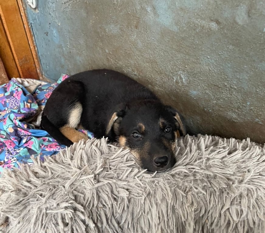 Adopción ed Animales Maipo Paine - Fotos de Adopción de 5 cachorros