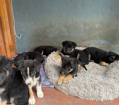 Adopción ed Animales Paine Maipo - Fotos de Adopción de 5 cachorros