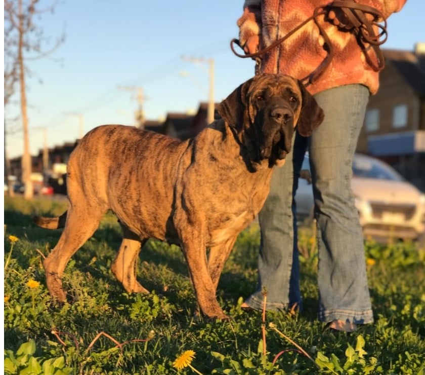 Gatos en Venta Talca Talca - Fotos de Ejemplares Fila Brasileiro