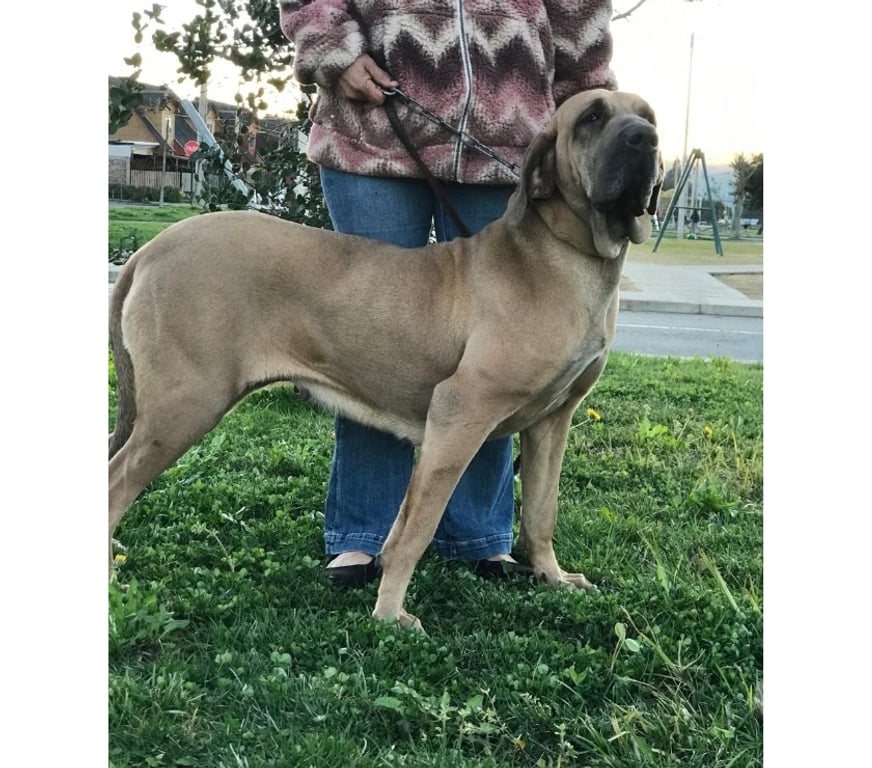 Gatos en Venta Talca Talca - Fotos de Ejemplares Fila Brasileiro