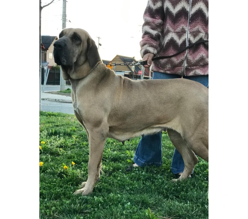 Gatos en Venta Talca Talca - Fotos de Ejemplares Fila Brasileiro