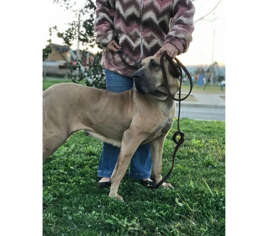 Gatos en Venta Talca Talca - Fotos de Ejemplares Fila Brasileiro