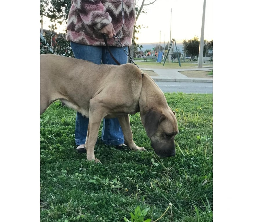 Gatos en Venta Talca Talca - Fotos de Ejemplares Fila Brasileiro