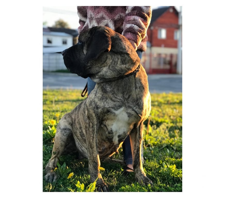 Gatos en Venta Talca Talca - Fotos de Ejemplares Fila Brasileiro